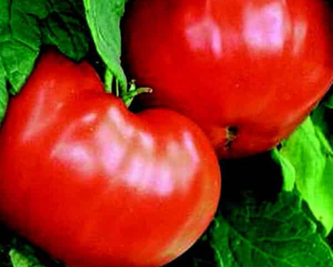 Goliath Bush Early Hybrid Tomato Seeds